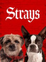 Những Chú Chó Bụi Đời