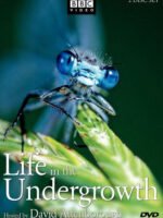 Thế Giới Côn Trùng