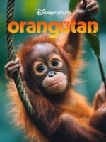 Orangutan
